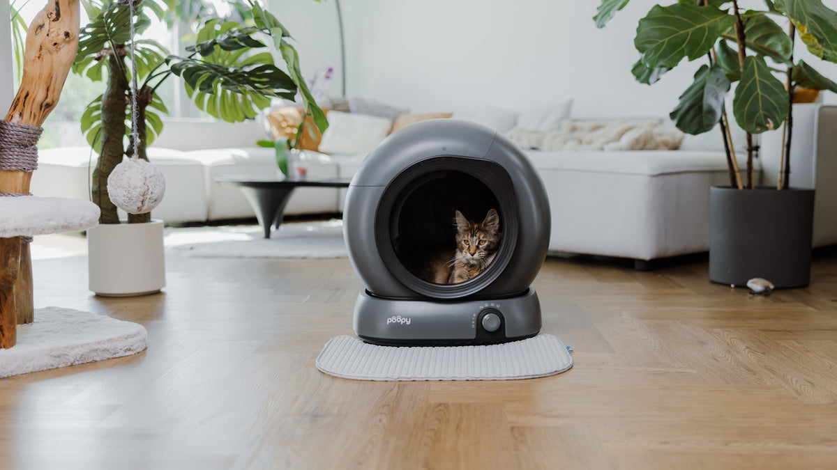 Kat zit ontspannen in de Poopy Nova Pro automatische kattenbak in Space Grey