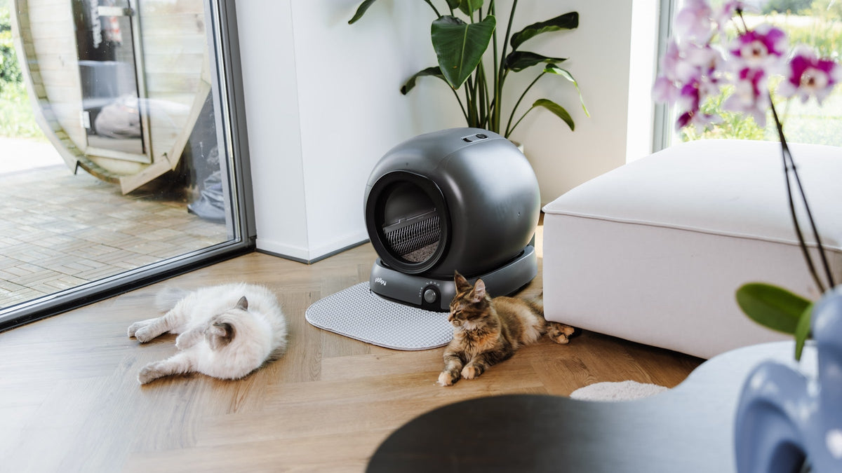 Twee katten liggen ontspannen bij de Poopy Nova Pro in de woonkamer