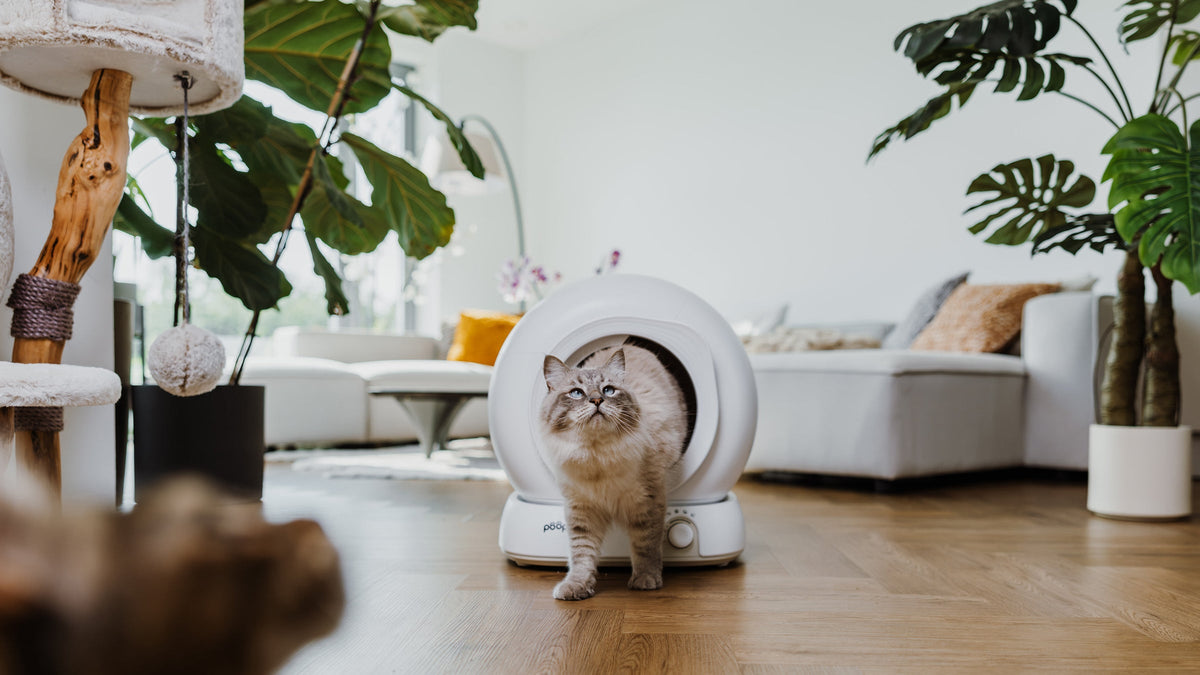 Kat stapt uit de Poopy Nova Pro zelfreinigende kattenbak in de woonkamer
