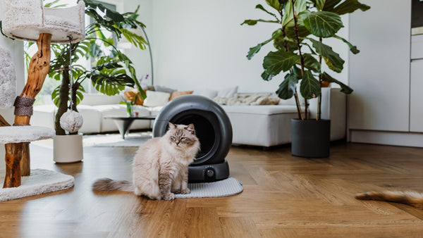 Kat zit ontspannen naast de Poopy Nova Pro automatische kattenbak in een frisse woonkamer