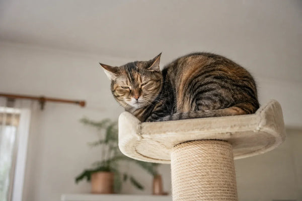 Kat met stress ligt teruggetrokken op een hoge plek in de woonkamer