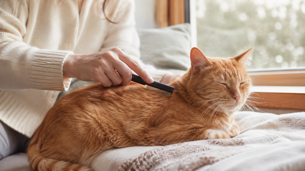 Vlooien bij je kat: herkennen, behandelen en definitief kwijtraken