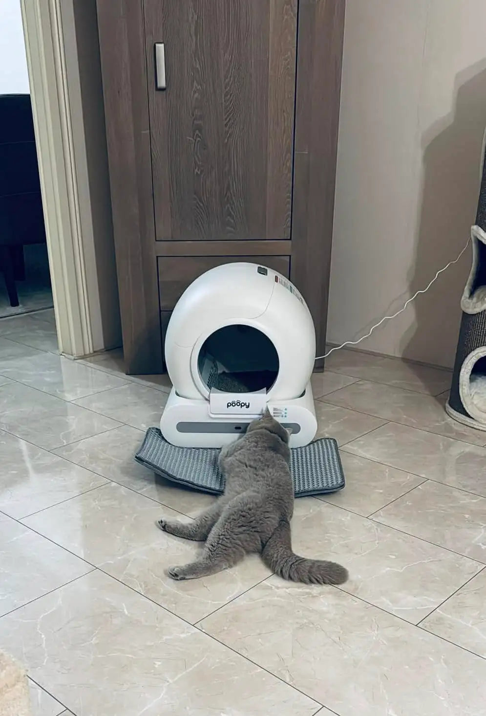 Poopy
