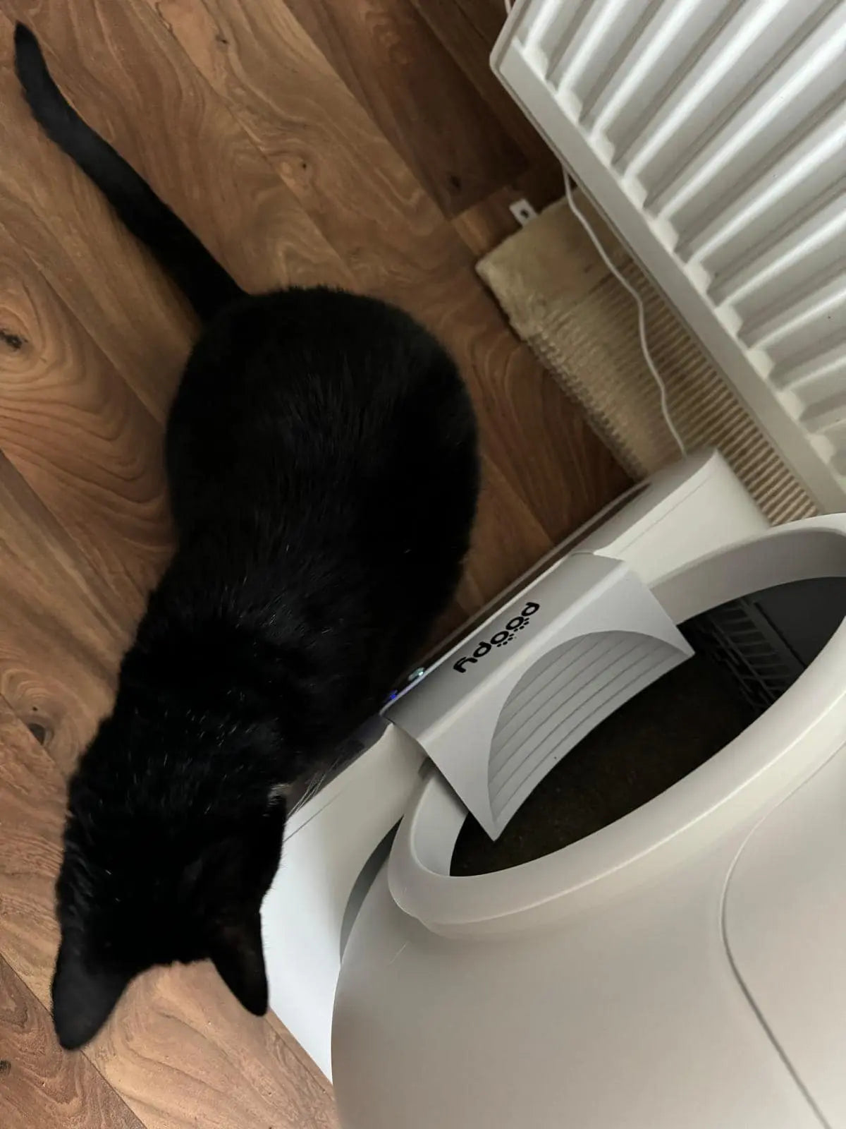 Poopy