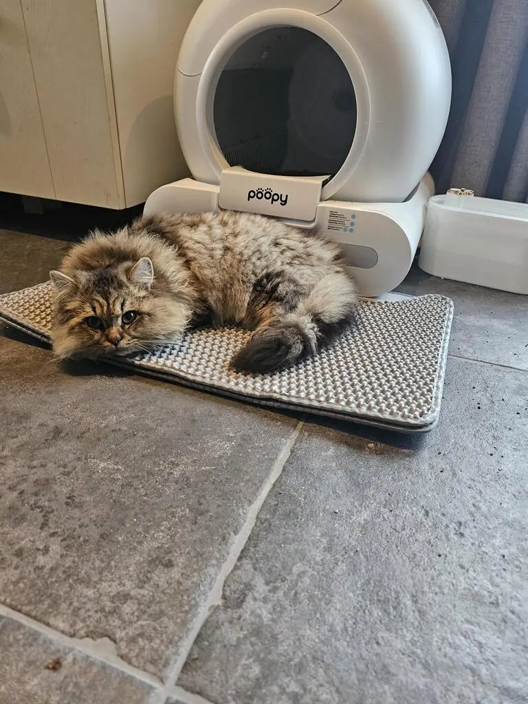 Poopy