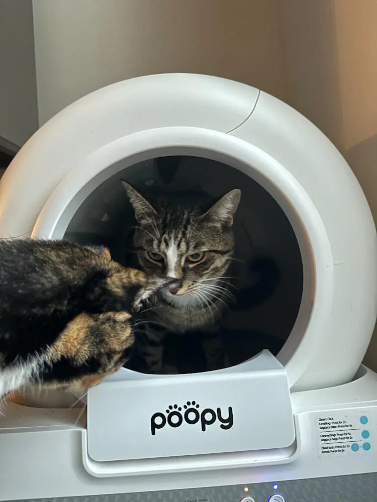 Poopy